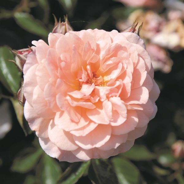 Deciduous foliage of Apricot Drift® Groundcover Rose (Rosa 'Meimirrot') in a garden setting.