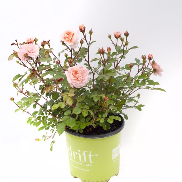 Apricot Drift® Groundcover Rose (Rosa 'Meimirrot') growing in a garden landscape, showing mature shrub form.