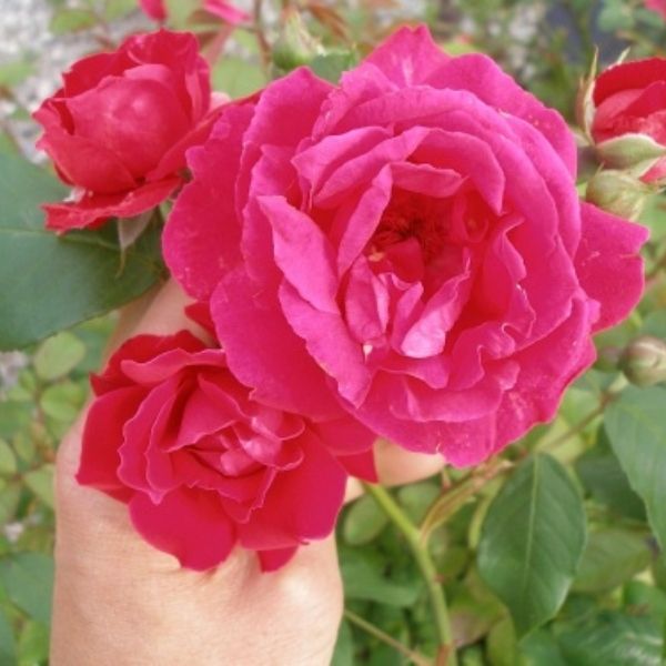 Close-up of red, pink rosa flowers on Blaze Improved Climbing Rose.