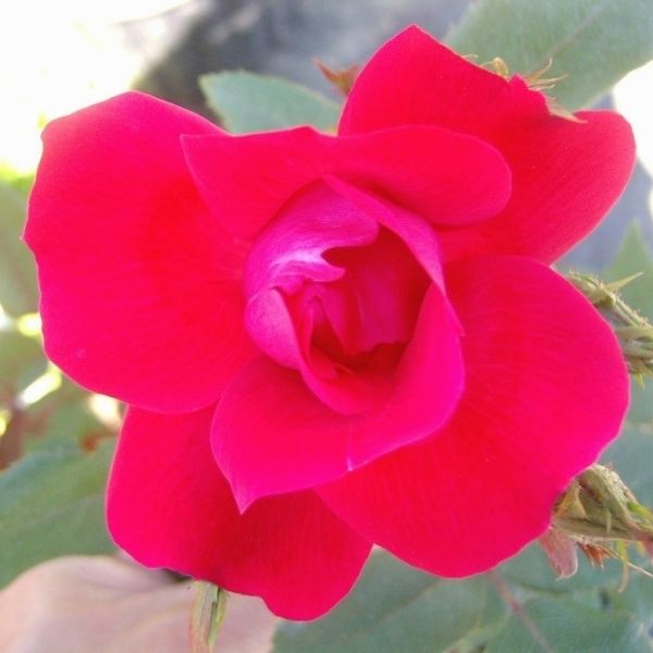Blaze Improved Climbing Rose (Rosa 'Blaze'), a shrub featuring red, pink flowers and deciduous.