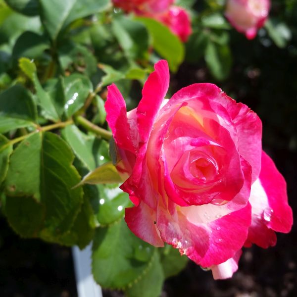 Close-up of red, white rosa flowers on Double Delight Hybrid Tea Rose blooming in early summer to late summer.