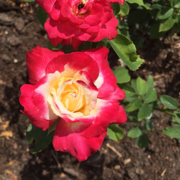 Double Delight Hybrid Tea Rose (Rosa 'Double Delight'), a shrub featuring red, white flowers and deciduous.