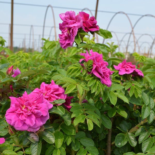 Hansa Hybrid Rugosa Rose (Rosa rugosa 'Hansa'), a shrub featuring purple, pink flowers and deciduous.