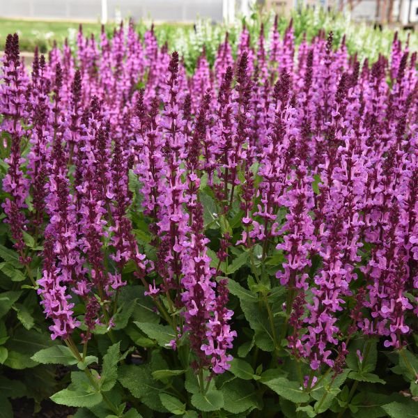Rose Marvel Salvia (Salvia nemorosa 'Rose Marvel'), a perennial featuring pink flowers and perennial.