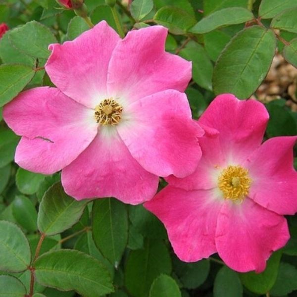 Nearly Wild Floribunda Rose (Rosa x 'Nearly Wild'), a shrub featuring pink flowers and deciduous.