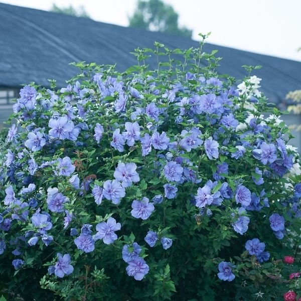 Blue Chiffon® Rose of Sharon Shrub