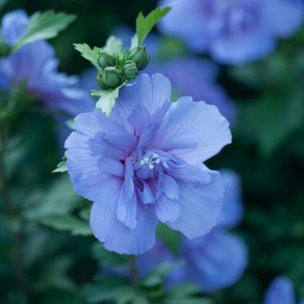 Blue Chiffon® Rose of Sharon Tree Form