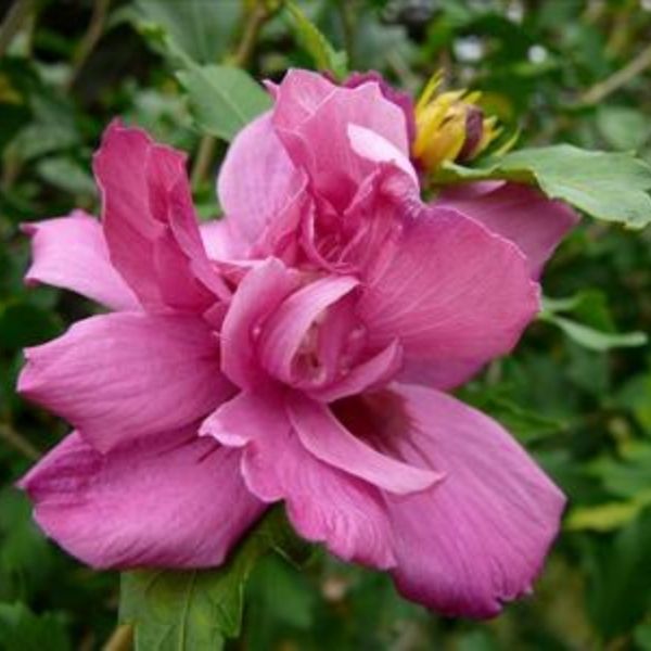 Close-up of red, pink hibiscus flowers on Lucy Rose of Sharon.