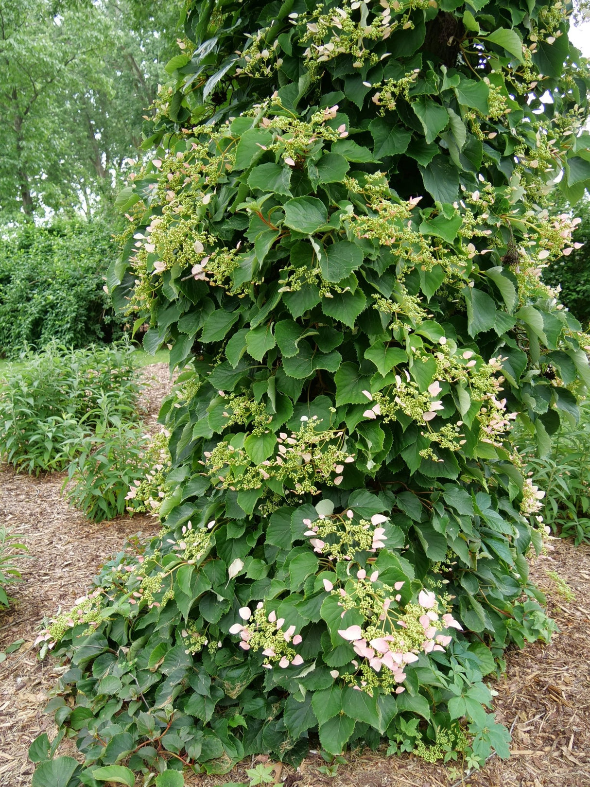 Rose Sensation False Hydrangea Vine shrub, side view