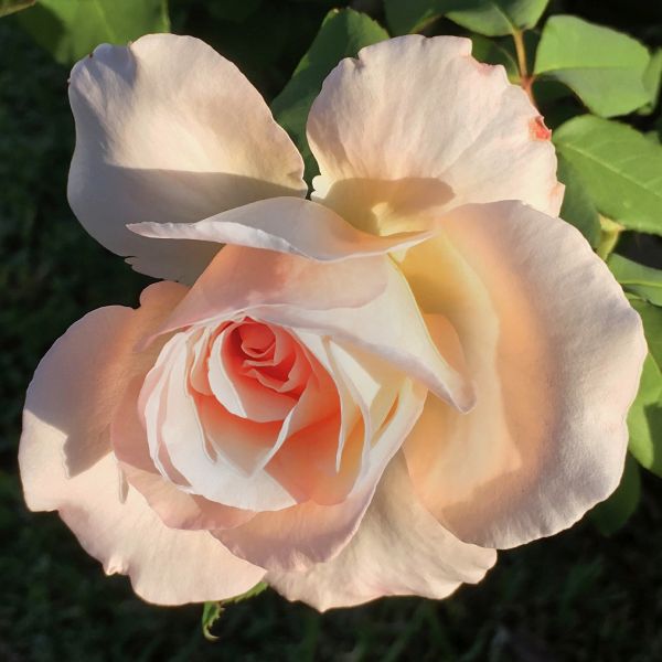Tiffany Hybrid Tea Rose (Rosa 'Tiffany'), a shrub featuring pink flowers and deciduous.