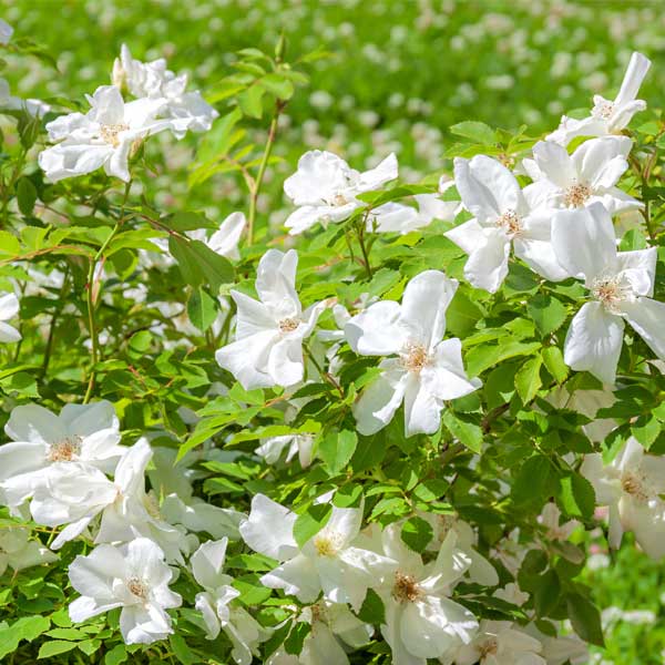 White Rugosa Rose (Rosa rugosa 'Alba'), a shrub featuring white flowers and deciduous.