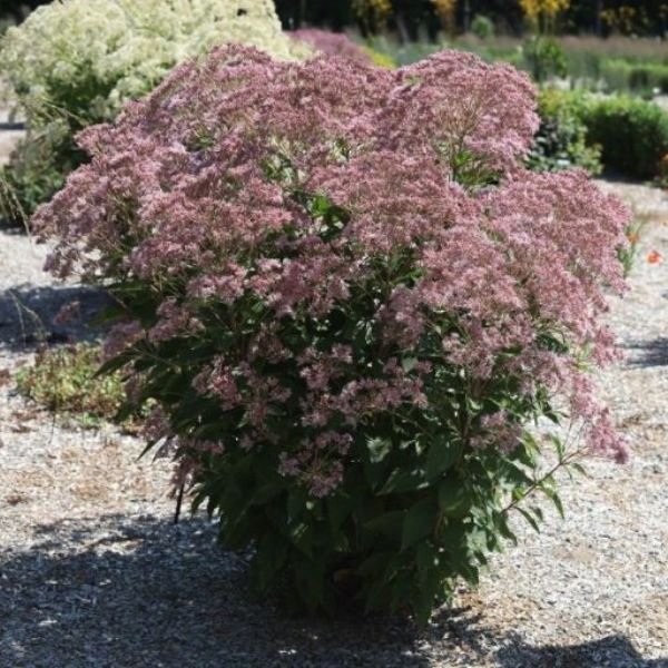 Rosie Josie Joe - Pye Weed (Eupatorium x 'Rosie Josie'), a perennial featuring pink flowers and perennial.