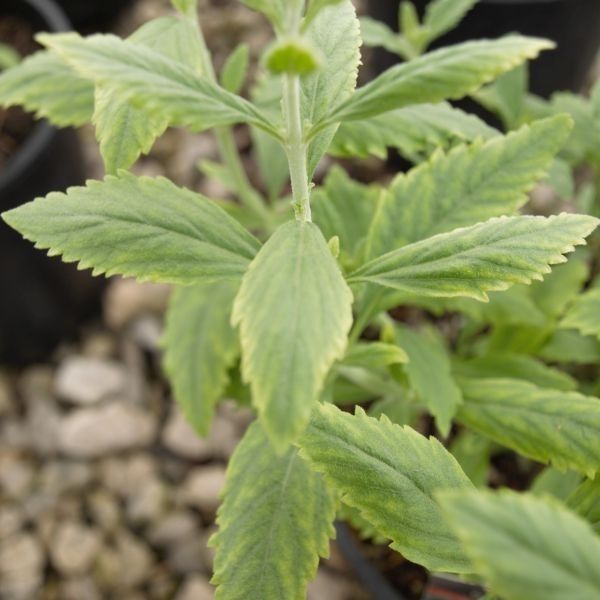 Perennial foliage of Little Spire Russian Sage (Salvia yangii 'Little Spire') in a garden setting.