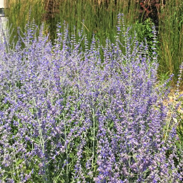 Perennial foliage of Russian Sage (Perovskia atriplicifolia) in a garden setting.
