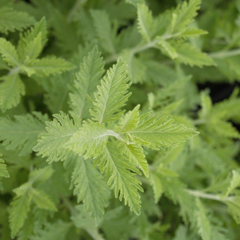 Russian Sage (Perovskia atriplicifolia) growing in a garden landscape, showing mature perennial form.
