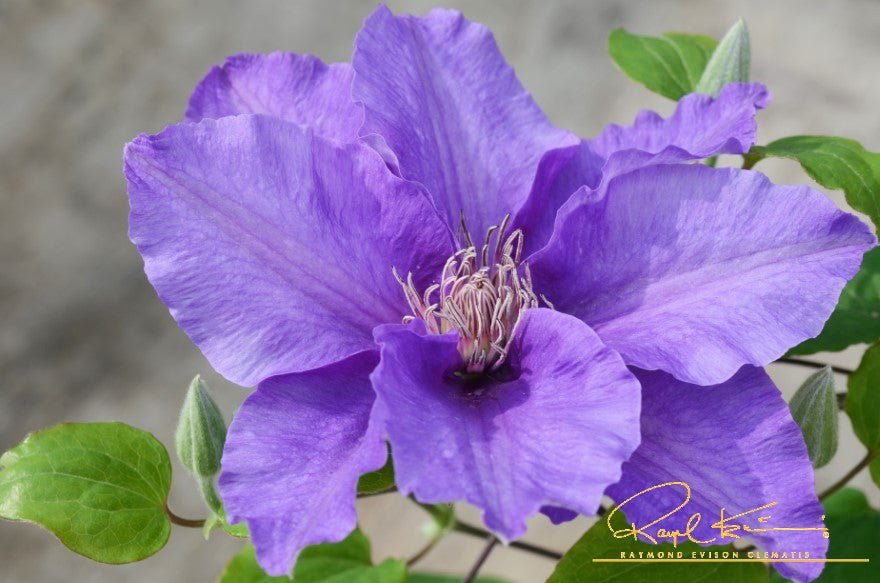 Sacha™ Clematis