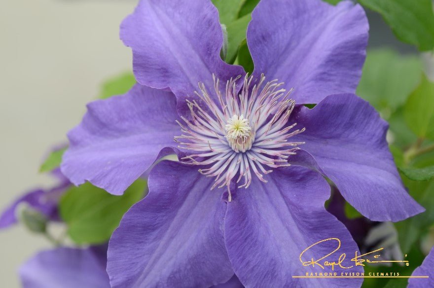 Sacha™ Clematis