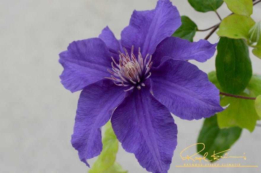 Sacha™ Clematis