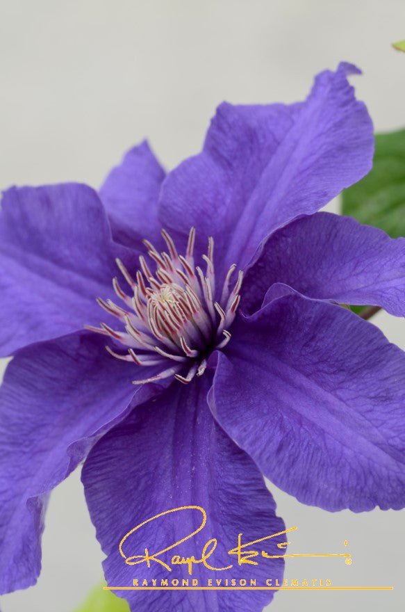 Sacha™ Clematis