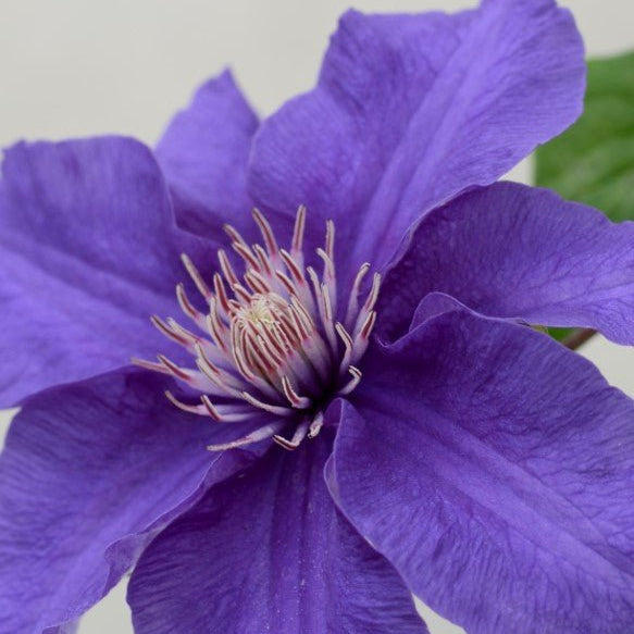 Sacha™ Clematis