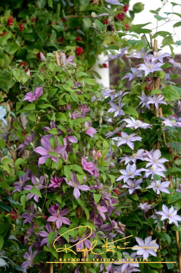 Sally™ Clematis (Clematis 'Evipo077') perennial detail, image 7 of 10.