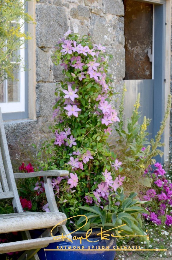 Sally™ Clematis (Clematis 'Evipo077') perennial detail, image 8 of 10.