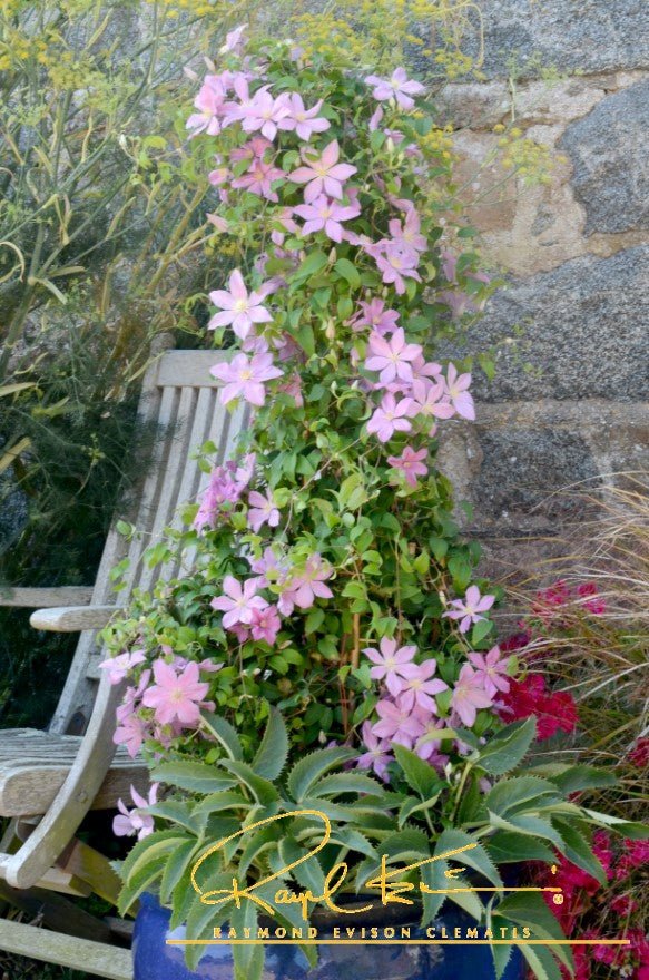 Sally™ Clematis (Clematis 'Evipo077') perennial detail, image 6 of 10.