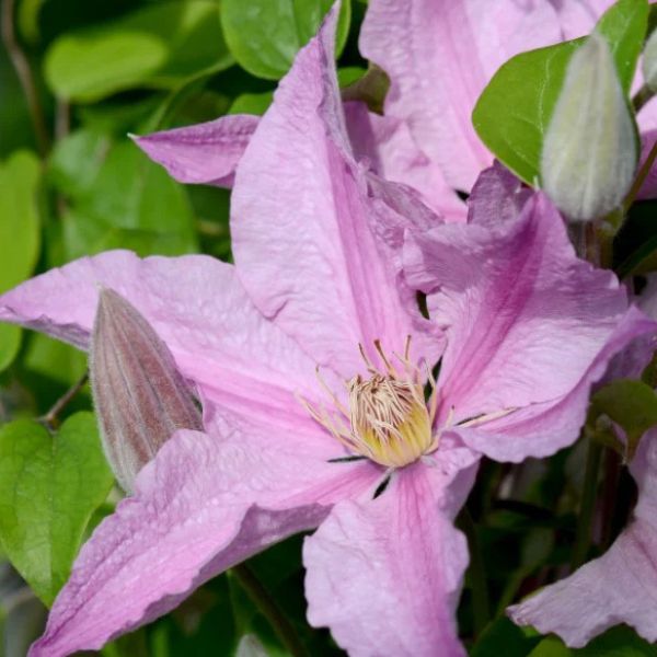 Sally™ Clematis Close up Bloom