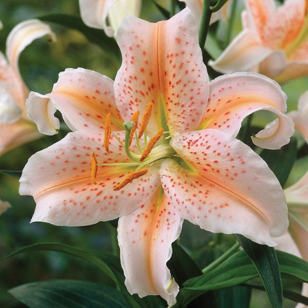Salmon Star Oriental Lily - Bulbs - Nature Hills Nursery -