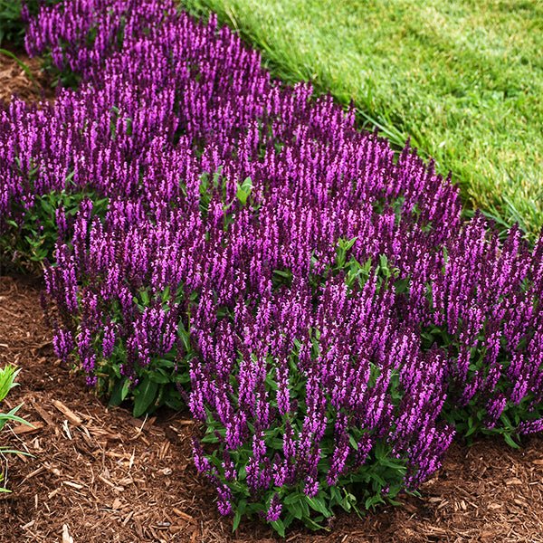 Close-up of purple, pink salvia flowers on Bumbleberry Salvia.