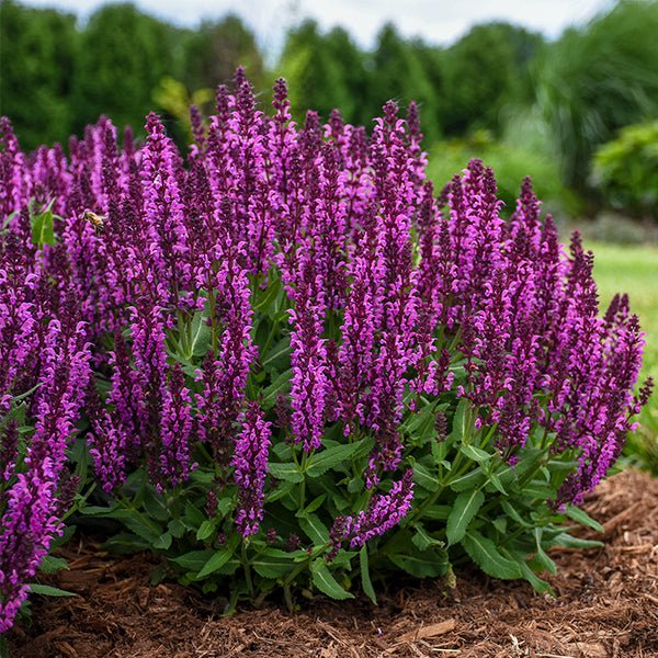 Bumbleberry Salvia (Salvia nemorosa 'Bumbleberry'), a perennial featuring purple, pink flowers and perennial.