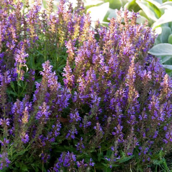 Close-up of blue, purple salvia flowers on Marcus Salvia.