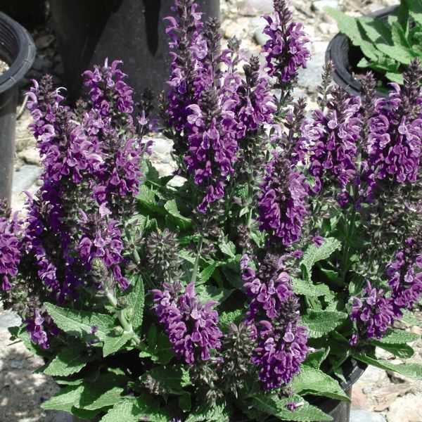 Perennial foliage of Marcus Salvia (Salvia nemorosa 'Marcus') in a garden setting.