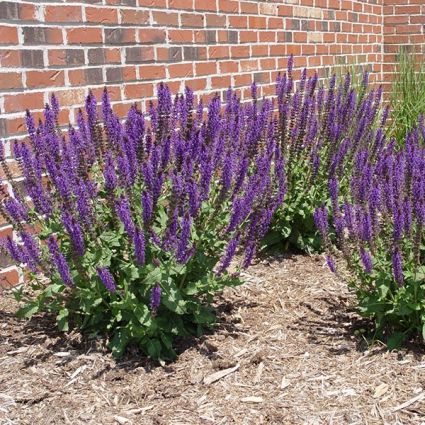 Close-up of purple salvia flowers on May Night Salvia.