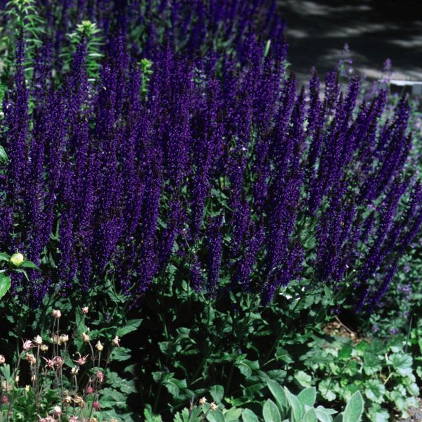 Perennial foliage of May Night Salvia (Salvia x sylvestris 'Mainacht') in a garden setting.