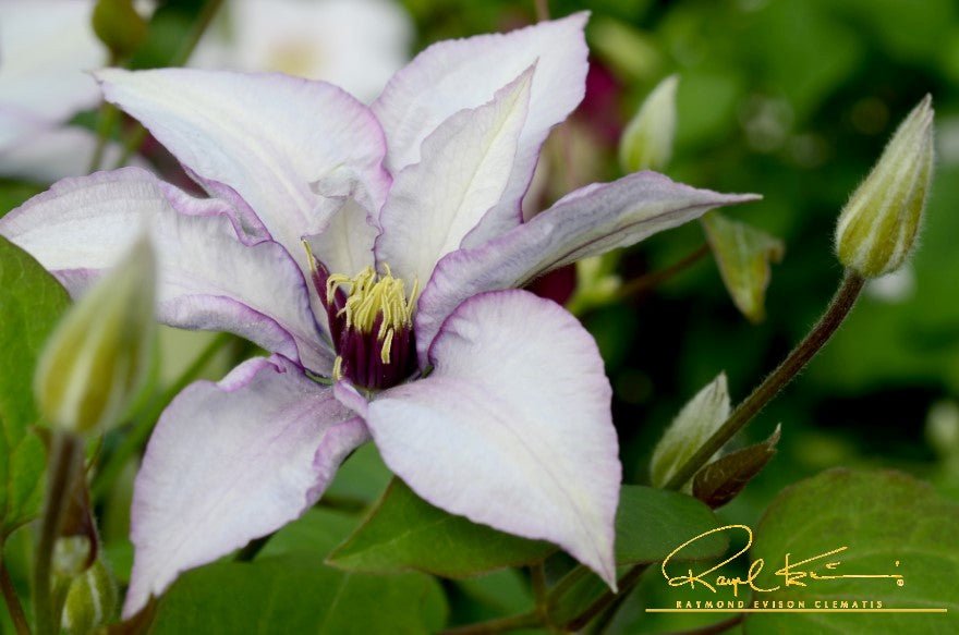 Samaritan Jo™ Clematis