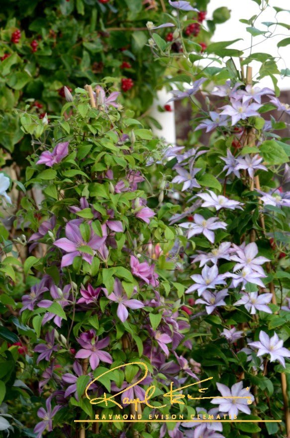 Samaritan Jo™ Clematis (Clematis 'Evipo075') perennial detail, image 8 of 8.