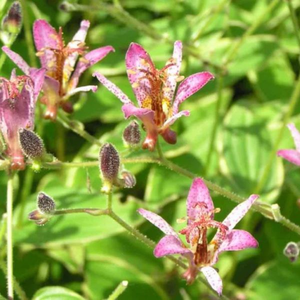 Close-up of purple tricyrtis flowers on Samurai Toad Lily blooming in late summer to early fall to late fall.