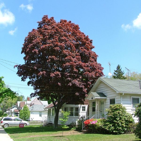 Samurai Sword™ Japanese Maple Full Grown