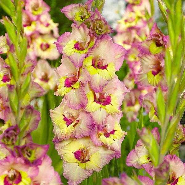 Sapporo Gladiolus Blooms