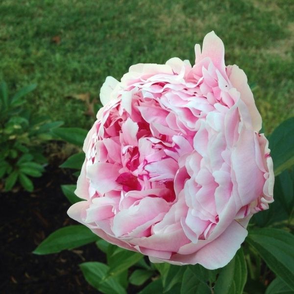 Sarah Bernhardt Peony (Paeonia lactiflora 'Sarah Bernhardt') growing in a garden landscape, showing mature perennial form.
