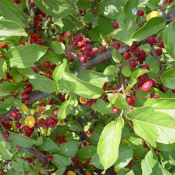 Close-up of pink, white malus flowers on Sargent Flowering Crabapple Tree blooming in early spring to late spring.