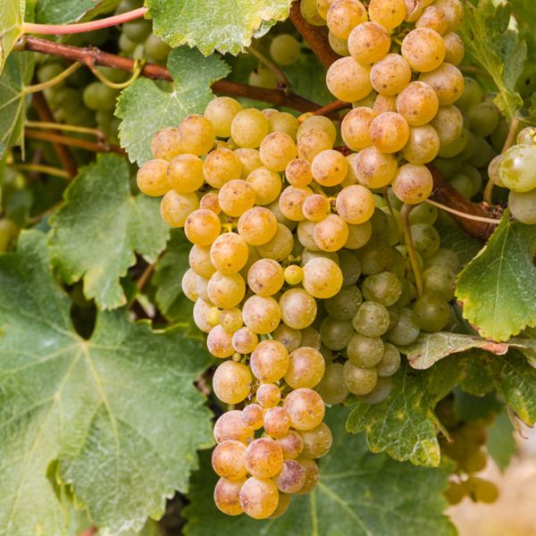 Sauvignon Blanc Grape