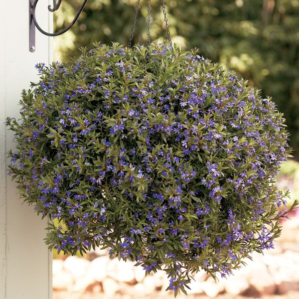 Scaevola Whirlwind Blue Fan Flower