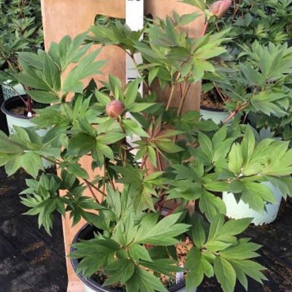 Scarlet Heaven Itoh Peony (Paeonia x 'Scarlet Heaven'), a perennial featuring red flowers and perennial.