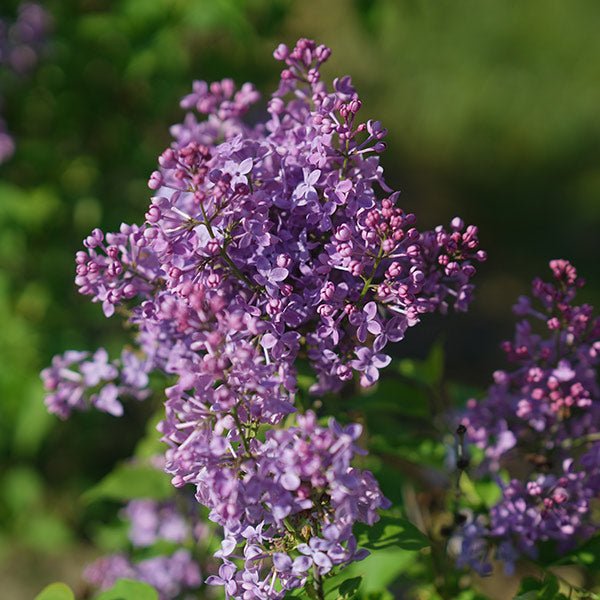 Scentara Pura® Lilac (Syringa x hyacinthiflora 'SMNSHSO'), a shrub featuring purple flowers and deciduous.