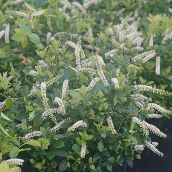 Proven Winner® Color Choice® Scentlandia® Sweetspire