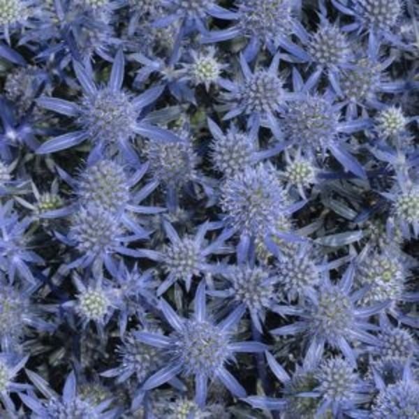Blue Glitter Sea Holly (Eryngium planum 'Blue Glitter'), a perennial featuring blue flowers and perennial.