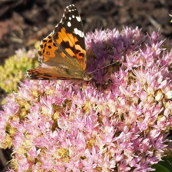 Close-up of red, pink sedum flowers on Autumn Joy Sedum.