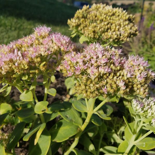 Autumn Joy Sedum (Sedum 'Herbstfreude') growing in a garden landscape, showing mature perennial form.